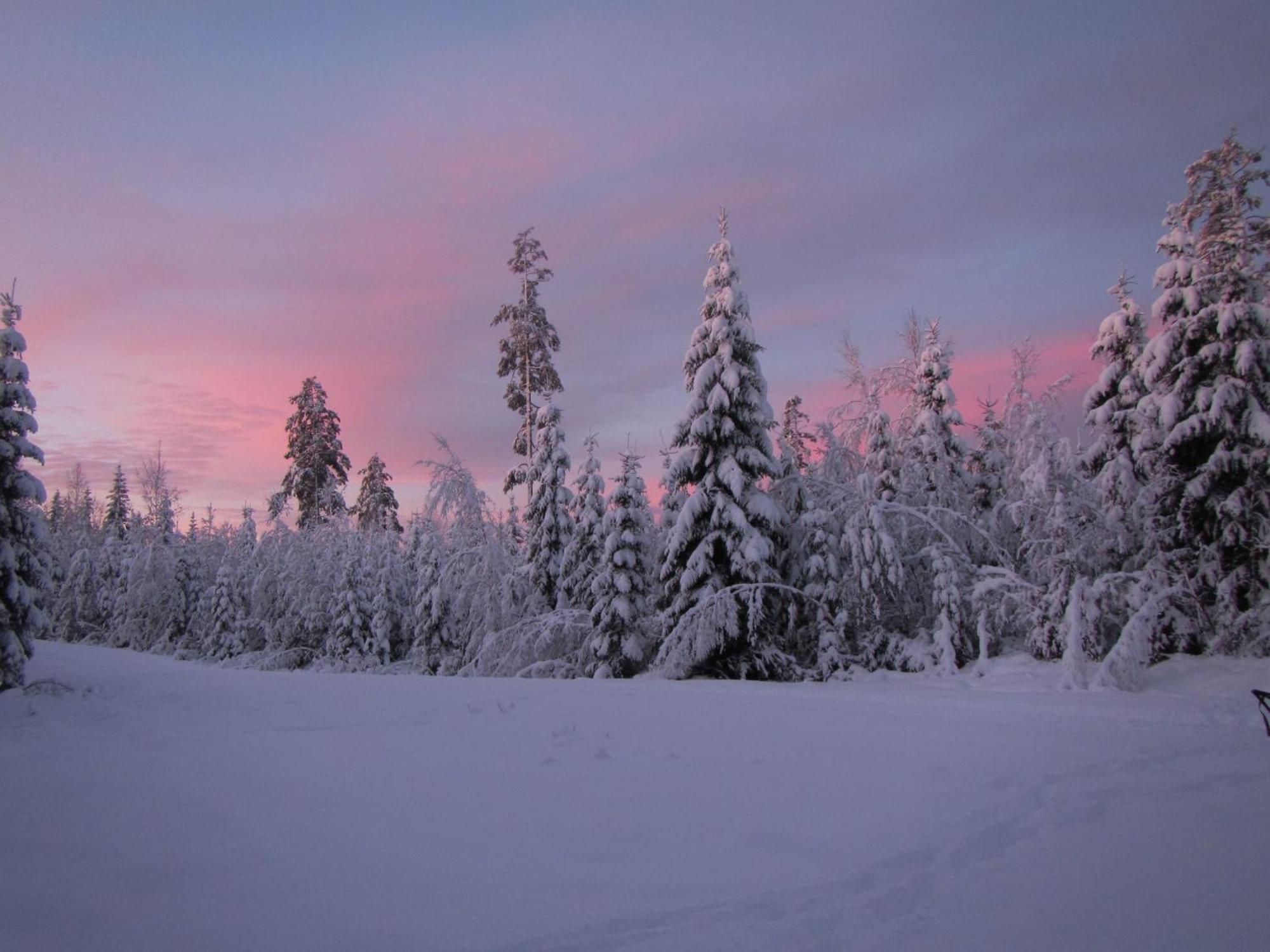 Skog Aurora Igloos Villa Kalix Eksteriør billede